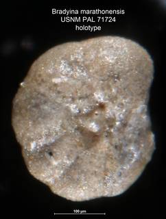 To NMNH Paleobiology Collection (Bradyina marathonensis PAL 71724 holo 1)