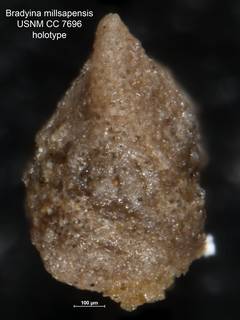 To NMNH Paleobiology Collection (Bradyina millsapensis CC 7696 holo 2)