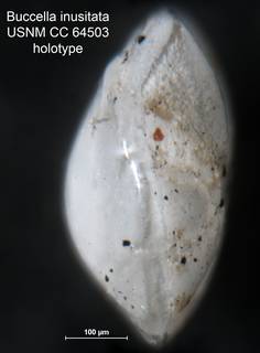To NMNH Paleobiology Collection (Buccella inusitata CC 64503 holo 2)