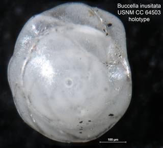 To NMNH Paleobiology Collection (Buccella inusitata CC 64503 holo 1)