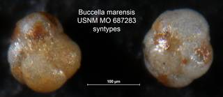 To NMNH Paleobiology Collection (Buccella marensis MO 687283 syn)