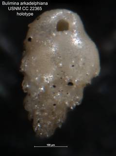 To NMNH Paleobiology Collection (Bulimina arkadelphiana CC 22365 holo)