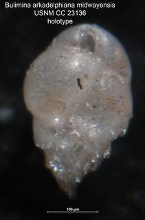To NMNH Paleobiology Collection (Bulimina arkadelphiana midwayensis CC 23136 holo)