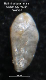 To NMNH Paleobiology Collection (Bulimina byramensis CC 46954 holo)