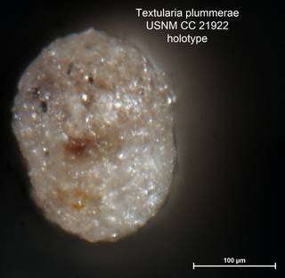 To NMNH Paleobiology Collection (Textularia plummerae CC21922 holo 2)