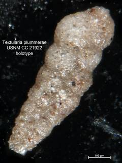 To NMNH Paleobiology Collection (Textularia plummerae CC21922 holo 1)