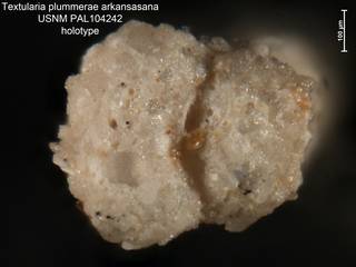 To NMNH Paleobiology Collection (Textularia plummerae arkansasana PAL 104242  holo 2)