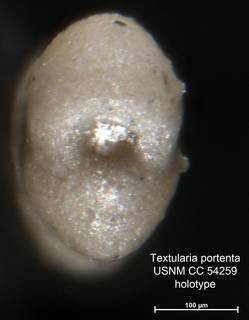 To NMNH Paleobiology Collection (Textularia portenta CC54259  holo 2)