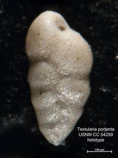 To NMNH Paleobiology Collection (Textularia portenta CC54259  holo 1)