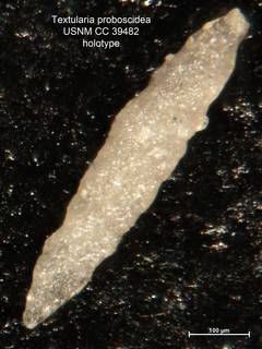 To NMNH Paleobiology Collection (Textularia proboscidea CC39482  holo 1)