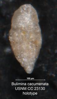 To NMNH Paleobiology Collection (Bulimina cacumenata CC 23130 holo)