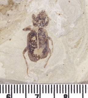 To NMNH Paleobiology Collection (USNM PAL 276702_1)