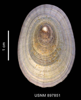 To NMNH Extant Collection (Nacella concinna (Strebel, 1908) shell apical view)