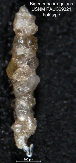 To NMNH Paleobiology Collection (Bigenerina irregularis USNM369321 holo)