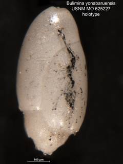 To NMNH Paleobiology Collection (Bulimina yonabaruensis MO625227 holo)