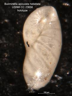 To NMNH Paleobiology Collection (Buliminella apiculata var hebetata CC 23656 holo)
