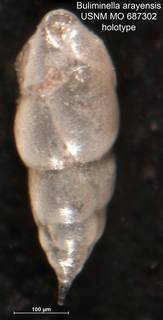 To NMNH Paleobiology Collection (Buliminella arayensis MO 687302 holo 2)