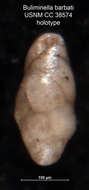 To NMNH Paleobiology Collection (Buliminella barbati CC 38574 holo)