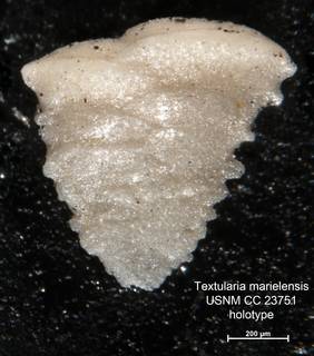 To NMNH Paleobiology Collection (Textularia marielensis CC23751 holo 1)