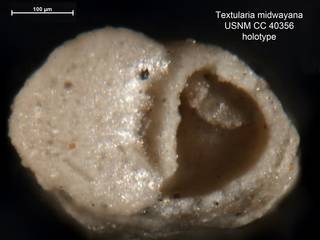 To NMNH Paleobiology Collection (Textularia midwayana CC40356 holo 2)
