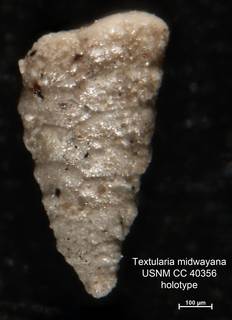 To NMNH Paleobiology Collection (Textularia midwayana CC40356 holo 1)