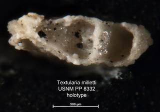 To NMNH Paleobiology Collection (Textularia milletti PP8332 holo 2)