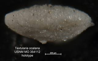 To NMNH Paleobiology Collection (Textularia ocalana MO354112 holo 2)