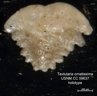 To NMNH Paleobiology Collection (Textularia ornatissima CC59637 holo 1)