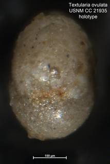 To NMNH Paleobiology Collection (Textularia ovulata CC21935 holo2)