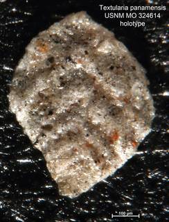 To NMNH Paleobiology Collection (Textularia panamensis MO324614 holo 1)