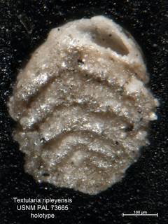 To NMNH Paleobiology Collection (Textularia ripleyensis PAL73665 holo 1)