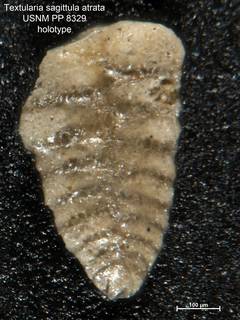 To NMNH Paleobiology Collection (Textularia sagittula atrata PP8329 holo 1)
