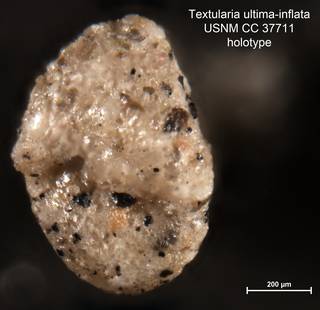 To NMNH Paleobiology Collection (Textularia ultima-inflata CC37711 holo2)