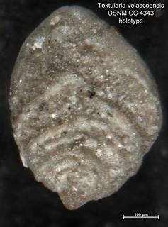 To NMNH Paleobiology Collection (Textularia velascoensis CC4343 holo 1)
