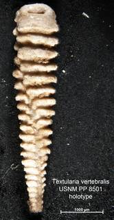 To NMNH Paleobiology Collection (Textularia vertebralis PP8501 holo 2)
