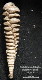 To NMNH Paleobiology Collection (Textularia vertebralis PP8501 holo 1)