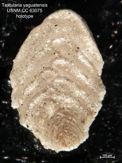 To NMNH Paleobiology Collection (Textularia yaguatensis CC63075 holo 1)