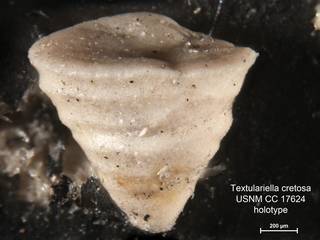 To NMNH Paleobiology Collection (Textulariella cretosa CC17624  holo 1)