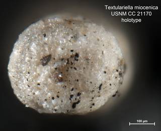 To NMNH Paleobiology Collection (Textulariella miocenica CC21170 holo 2)