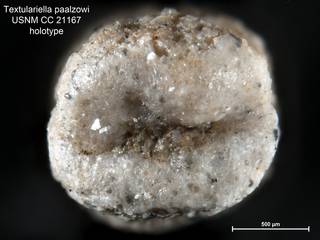 To NMNH Paleobiology Collection (Textulariella paalzowi CC21167 holo 2)