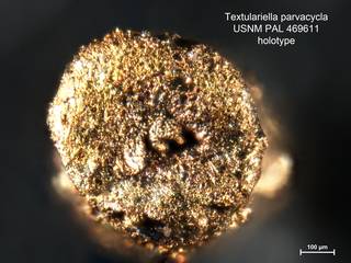 To NMNH Paleobiology Collection (Textulariella parvacycla PAL469611 holo 2)