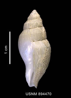 To NMNH Extant Collection (Paradmete sp. shell lateral view)