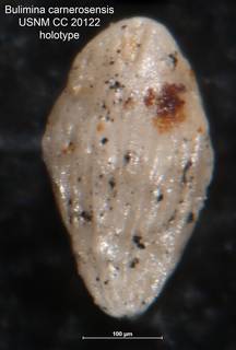To NMNH Paleobiology Collection (Bulimina carnerosensis CC 20122 holo)