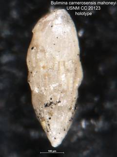 To NMNH Paleobiology Collection (Bulimina carnerosensis mahoneyi CC 20123 holo side)