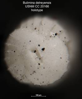 To NMNH Paleobiology Collection (Bulimina delreyensis CC 20166 holo ap)