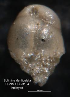 To NMNH Paleobiology Collection (Bulimina denticulata CC 23134 holo)