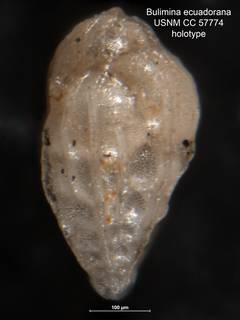 To NMNH Paleobiology Collection (Bulimina ecuadorana CC 57774 holo)