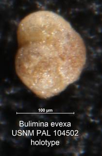 To NMNH Paleobiology Collection (Bulimina evexa PAL 104502 holo 2)