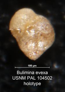 To NMNH Paleobiology Collection (Bulimina evexa PAL 104502 holo 1)