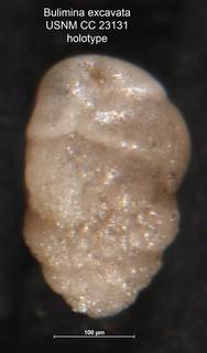 To NMNH Paleobiology Collection (Bulimina excavata CC 23131 holo)